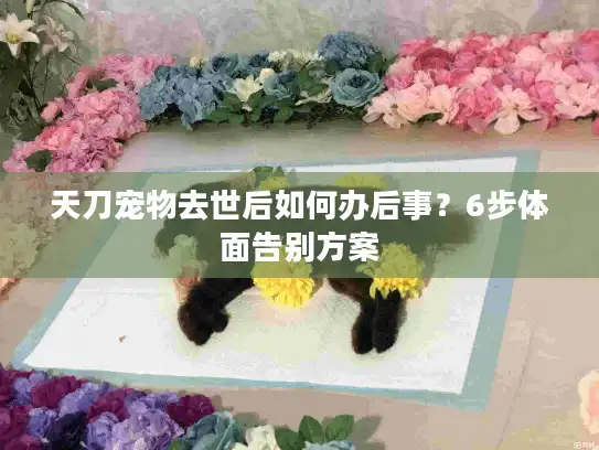 天刀宠物去世后如何办后事？6步体面告别方案