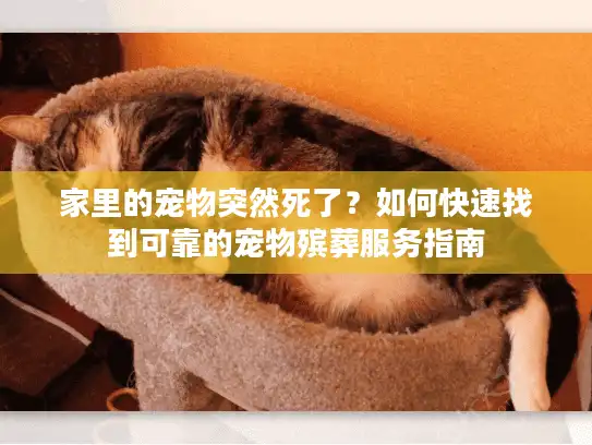 家里的宠物突然死了？如何快速找到可靠的宠物殡葬服务指南