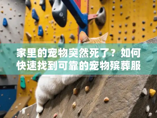 家里的宠物突然死了？如何快速找到可靠的宠物殡葬服务指南