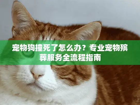 宠物狗撞死了怎么办？专业宠物殡葬服务全流程指南