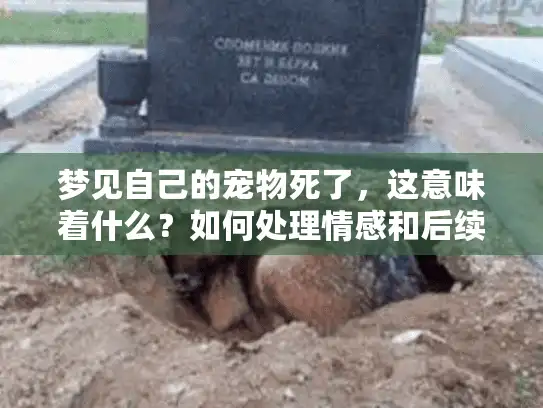 梦见自己的宠物死了，这意味着什么？如何处理情感和后续安排？