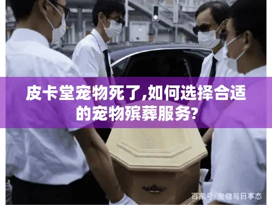 皮卡堂宠物死了,如何选择合适的宠物殡葬服务?