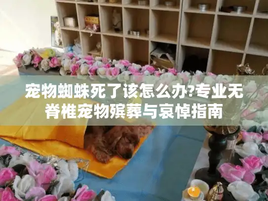 宠物蜘蛛死了该怎么办?专业无脊椎宠物殡葬与哀悼指南