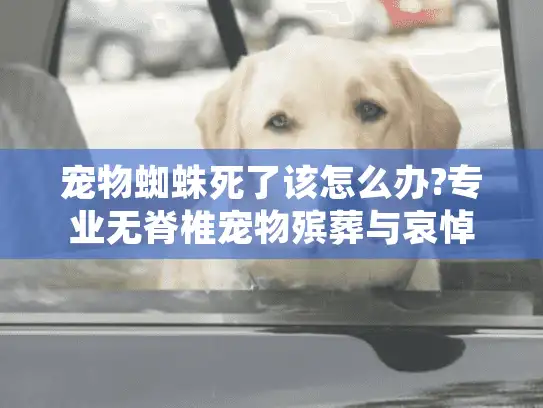 宠物蜘蛛死了该怎么办?专业无脊椎宠物殡葬与哀悼指南