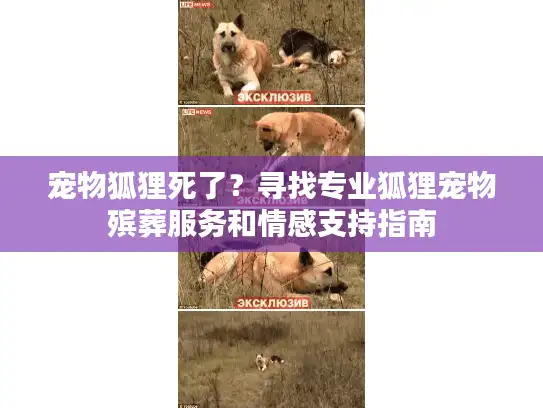 宠物狐狸死了？寻找专业狐狸宠物殡葬服务和情感支持指南