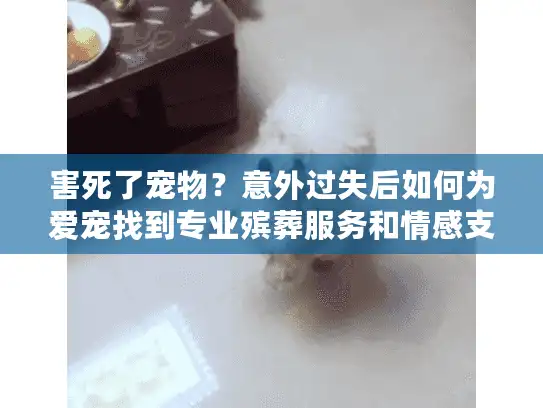 害死了宠物？意外过失后如何为爱宠找到专业殡葬服务和情感支持