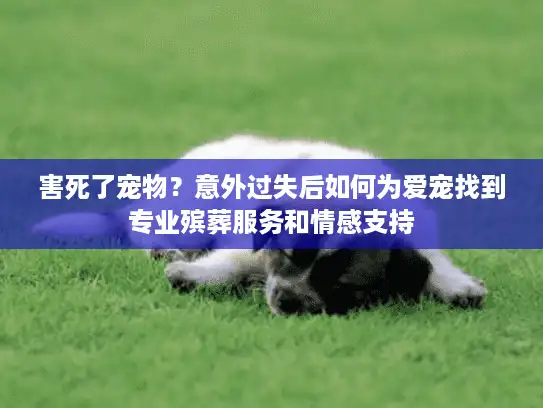 害死了宠物？意外过失后如何为爱宠找到专业殡葬服务和情感支持
