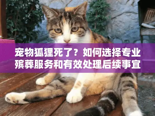 宠物狐狸死了？如何选择专业殡葬服务和有效处理后续事宜