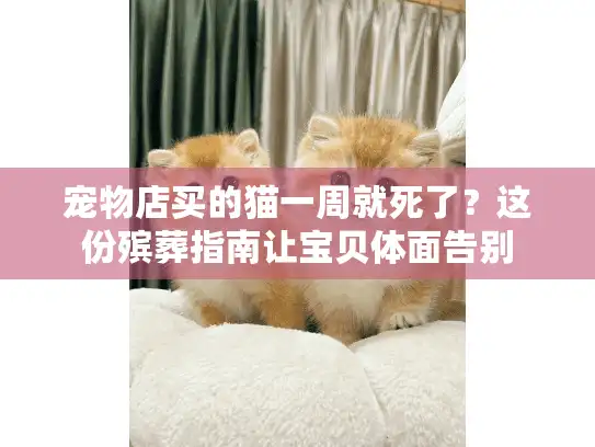 宠物店买的猫一周就死了？这份殡葬指南让宝贝体面告别
