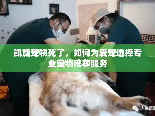 凯旋宠物死了，如何为爱宠选择专业宠物殡葬服务