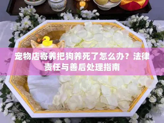 宠物店寄养把狗养死了怎么办？法律责任与善后处理指南