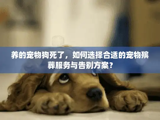 养的宠物狗死了，如何选择合适的宠物殡葬服务与告别方案？