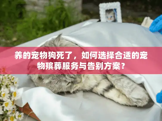 养的宠物狗死了，如何选择合适的宠物殡葬服务与告别方案？