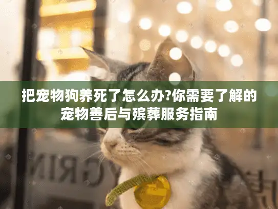 把宠物狗养死了怎么办?你需要了解的宠物善后与殡葬服务指南