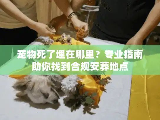 宠物死了埋在哪里？专业指南助你找到合规安葬地点