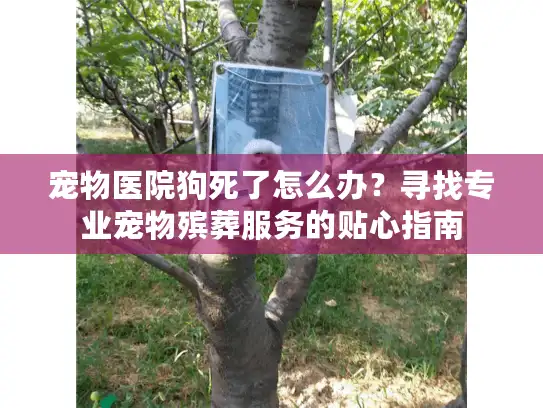 宠物医院狗死了怎么办？寻找专业宠物殡葬服务的贴心指南