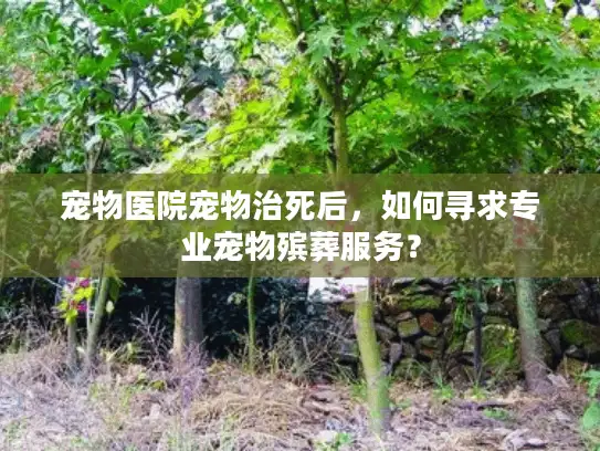 宠物医院宠物治死后，如何寻求专业宠物殡葬服务？