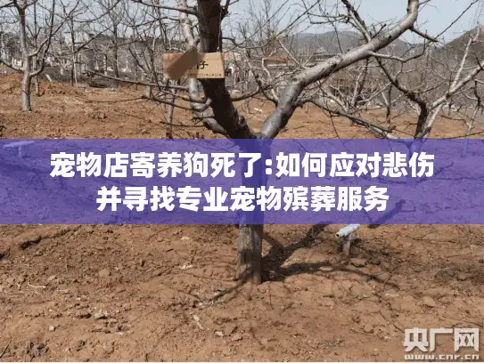 宠物店寄养狗死了:如何应对悲伤并寻找专业宠物殡葬服务