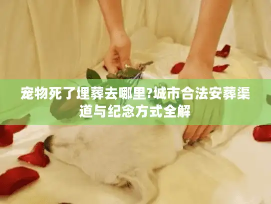 宠物死了埋葬去哪里?城市合法安葬渠道与纪念方式全解