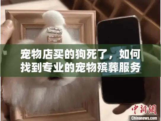 宠物店买的狗死了，如何找到专业的宠物殡葬服务？
