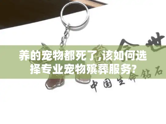 养的宠物都死了,该如何选择专业宠物殡葬服务?