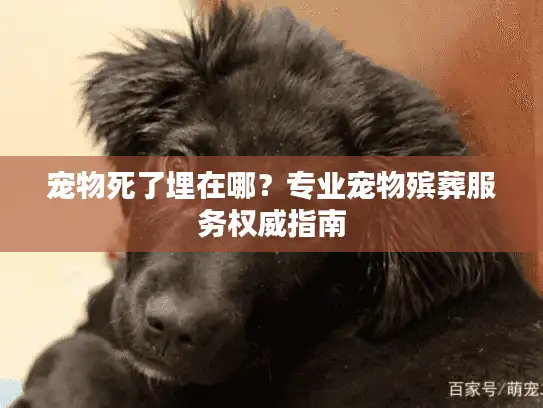 宠物死了埋在哪？专业宠物殡葬服务权威指南
