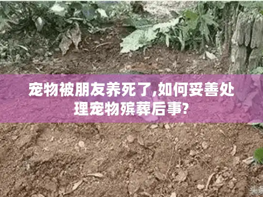 宠物被朋友养死了,如何妥善处理宠物殡葬后事?