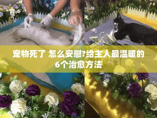 宠物死了 怎么安慰?给主人最温暖的6个治愈方法