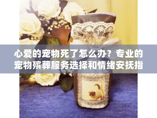 心爱的宠物死了怎么办？专业的宠物殡葬服务选择和情绪安抚指南