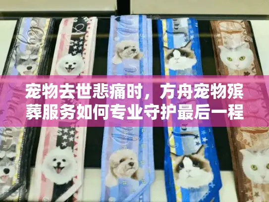 宠物去世悲痛时，方舟宠物殡葬服务如何专业守护最后一程？