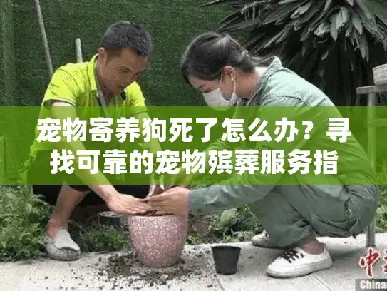 宠物寄养狗死了怎么办？寻找可靠的宠物殡葬服务指南