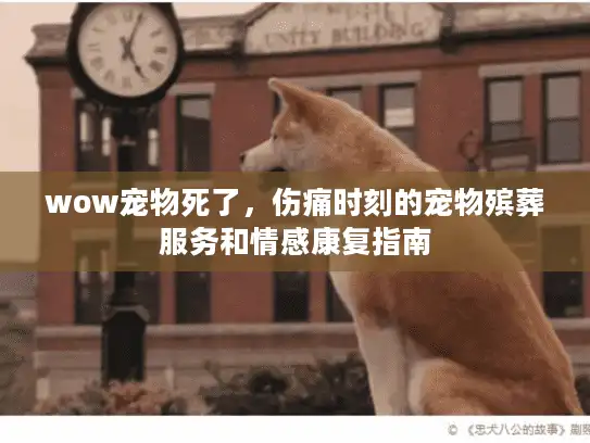 wow宠物死了，伤痛时刻的宠物殡葬服务和情感康复指南