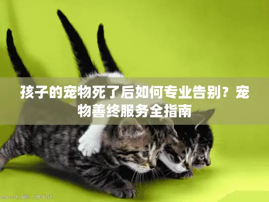 孩子的宠物死了后如何专业告别？宠物善终服务全指南