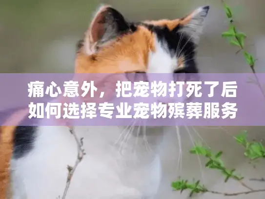 痛心意外，把宠物打死了后如何选择专业宠物殡葬服务？