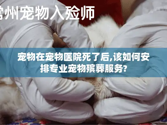 宠物在宠物医院死了后,该如何安排专业宠物殡葬服务?