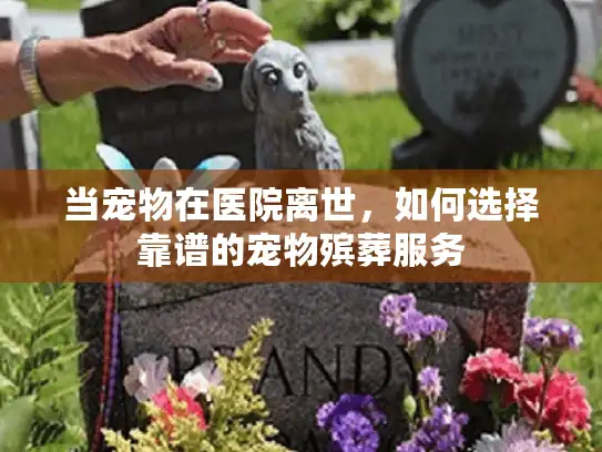 当宠物在医院离世，如何选择靠谱的宠物殡葬服务