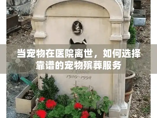 当宠物在医院离世，如何选择靠谱的宠物殡葬服务