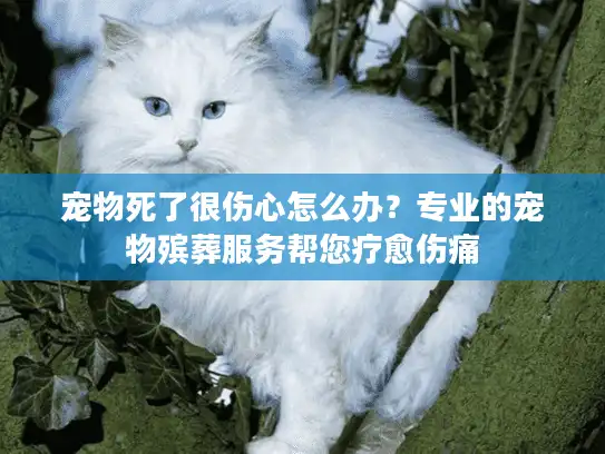 宠物死了很伤心怎么办？专业的宠物殡葬服务帮您疗愈伤痛
