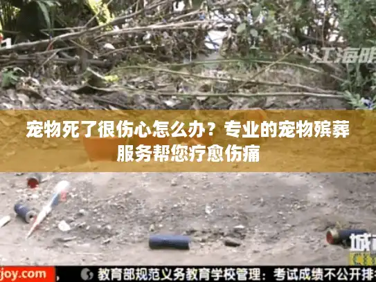 宠物死了很伤心怎么办？专业的宠物殡葬服务帮您疗愈伤痛