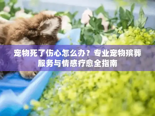 宠物死了伤心怎么办？专业宠物殡葬服务与情感疗愈全指南