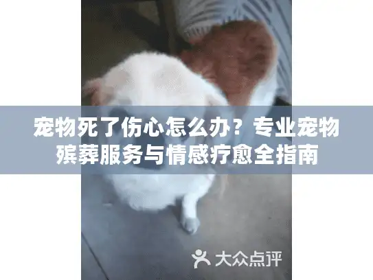 宠物死了伤心怎么办？专业宠物殡葬服务与情感疗愈全指南