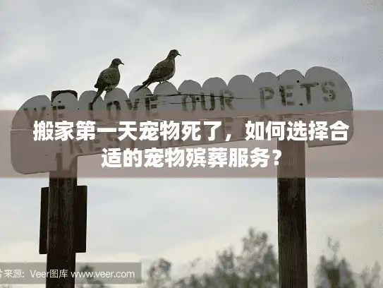 搬家第一天宠物死了，如何选择合适的宠物殡葬服务？