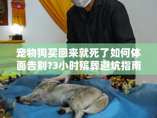 宠物狗买回来就死了如何体面告别?3小时殡葬避坑指南
