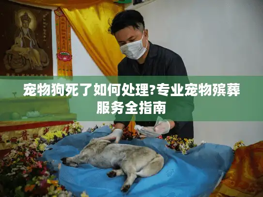宠物狗死了如何处理?专业宠物殡葬服务全指南