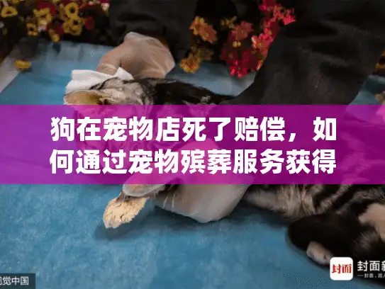 狗在宠物店死了赔偿，如何通过宠物殡葬服务获得公正解决