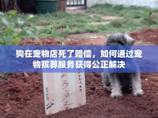 狗在宠物店死了赔偿，如何通过宠物殡葬服务获得公正解决
