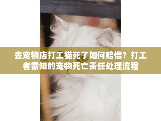 去宠物店打工猫死了如何赔偿？打工者需知的宠物死亡责任处理流程