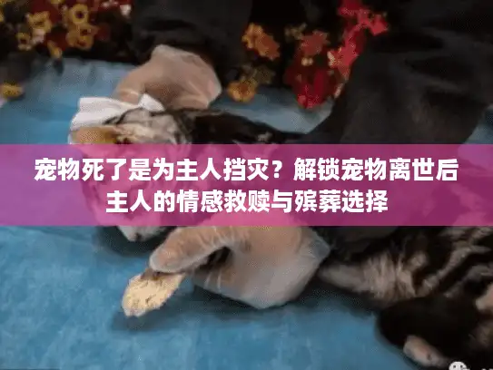 宠物死了是为主人挡灾？解锁宠物离世后主人的情感救赎与殡葬选择