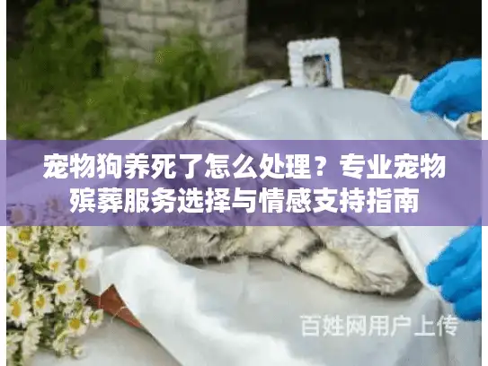宠物狗养死了怎么处理？专业宠物殡葬服务选择与情感支持指南