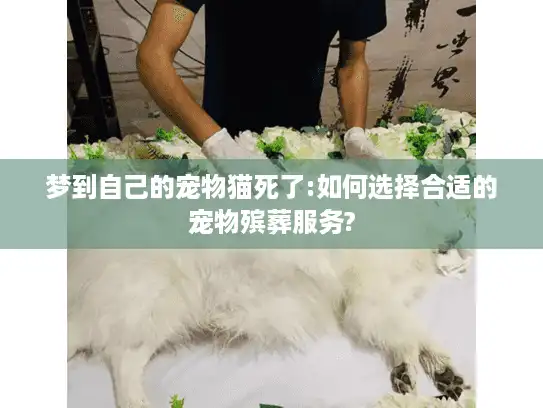 梦到自己的宠物猫死了:如何选择合适的宠物殡葬服务?